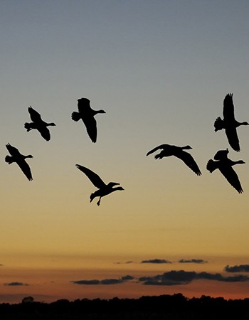 조류충돌방지필름